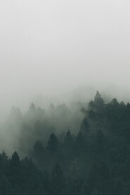 森林