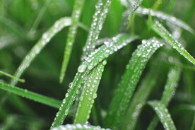青草水珠摄影