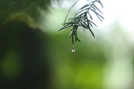 树枝水滴摄影