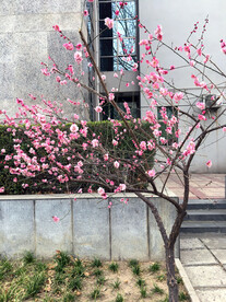 桃花春色