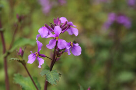 山花烂漫