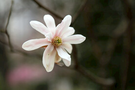山花烂漫