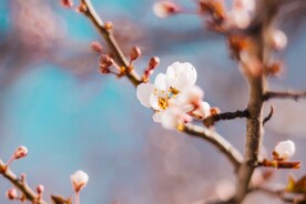 春天花卉壁纸