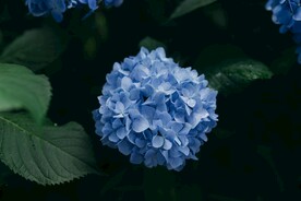 春天花卉壁纸