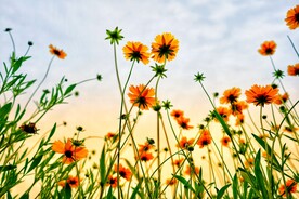 花草壁纸