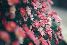 春天花草壁纸