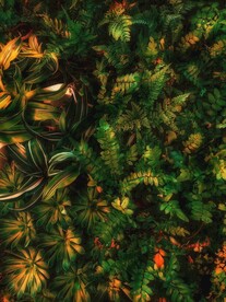 油画绿植背景