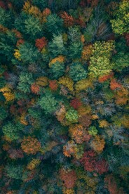 彩色森林背景