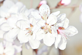 山桃花