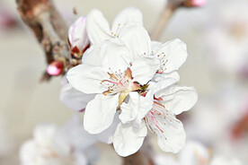 山桃花