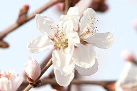 山桃花