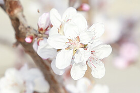 山桃花