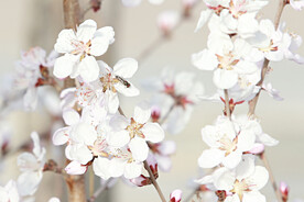 山桃花