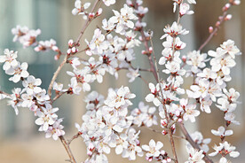 山桃花