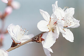山桃花