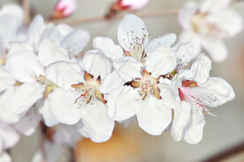山桃花