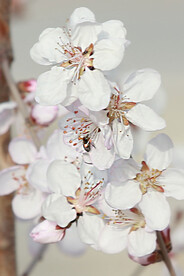 山桃花