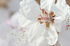山桃花