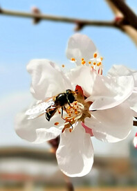 山桃花