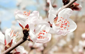 山桃花