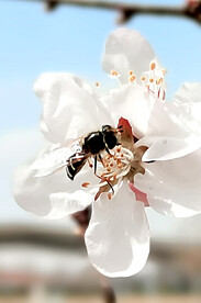山桃花