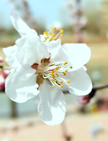 山桃花