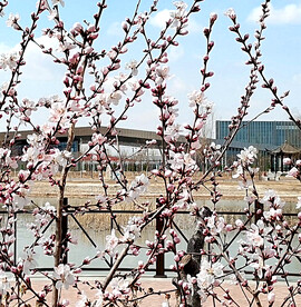 山桃花