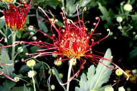 菊花
