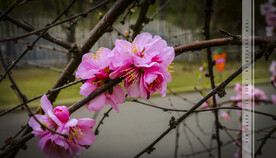 春天的花
