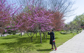 丁香花花开