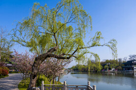 柳树