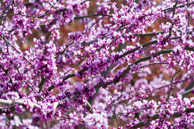 丁香花盛开