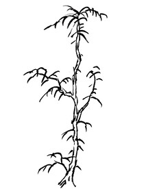 手绘冬季树林素材