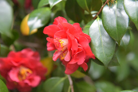 茶花