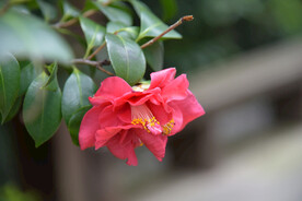 茶花