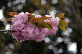 樱花