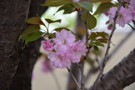 樱花
