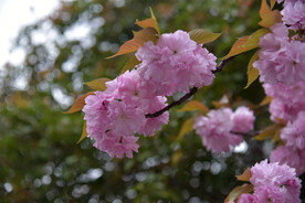 樱花