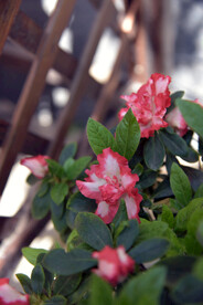 杜鹃花