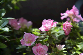 杜鹃花