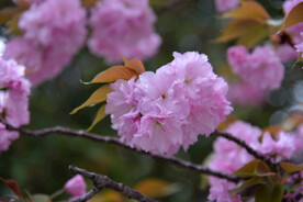 樱花