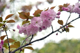 樱花