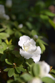 杜鹃花
