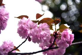 樱花