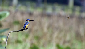 普通翠鸟和迎面飞过来的蜻蜓