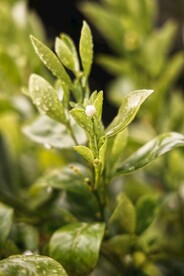 高清茶芽摄影