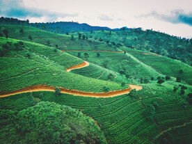 高山茶园摄影