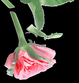 山茶花图片