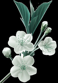 茉莉花插画