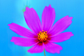 格桑花
